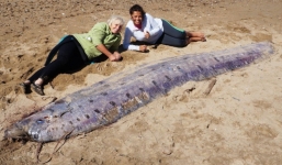 Cá hiếm dưới biển sâu dài hơn 5m dạt vào bờ biển Mỹ