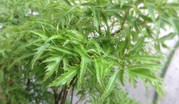 Cây đinh lăng và những công dụng tuyệt vời 