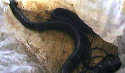 Phát hiện 4 con rắn Hổ mang chúa 'khủng' nặng 46kg trên xe khách