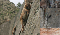 Xem dê leo tường như “Người nhện”