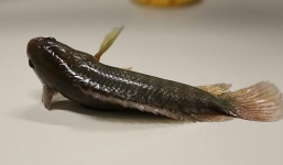 Cá Rô Đồng 'biết đi' quen thuộc ở Việt Nam khiến Australia lo sợ