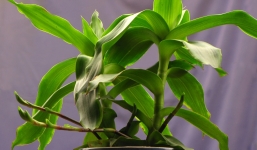 Cây lược vàng và tác dụng chống ung thư?