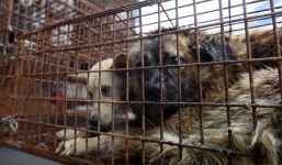 Trung Quốc: Hàng ngàn chó mèo bị bắt để phục vụ 'Lễ hội thịt chó'