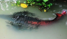 Cá hải tượng lớn nhất thế giới sinh 1.000 con ở Tây Ninh