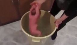 Facebook gây sốc khi chấp nhận video 'lạm dụng trẻ em'