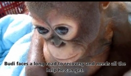 Rơi nước mắt cảnh chú khỉ vẫn sợ hãi sau khi được cứu sống