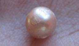 Phát hiện viên ngọc trai tự nhiên 2.000 năm tuổi 