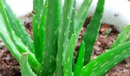 Cây nha đam và tác dụng thần kỳ trong việc giảm cân “siêu tốc”