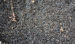 Bọ lạ giống bọ hung chui từ khe nứt trên tường 'tấn công' nhà dân