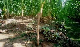 Cà Mau: Dùng điện bẫy chuột, hai người bị điện giật chết