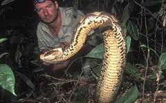 Cận cảnh những màn bắt rắn bằng tay không của 'thợ săn rắn độc'