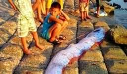 Cá mái chèo dài 3,5 m, nặng 50kg trôi dạt vào bờ biển Hà Tĩnh