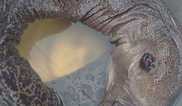 Cá 'quái dị' giống khủng long ở Nam Định