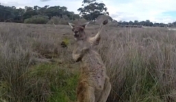 Video: Chú chuột túi gây thích thú với hành động 'đánh đàn guitar'
