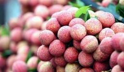 500kg vải thiều tại Pháp: Được khen ngon, bán hết veo