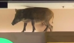Lợn rừng 'đại náo' trung tâm thương mại Hong Kong