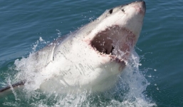 Cá mập vào bờ tấn công du khách