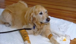 Chú chó dũng cảm bị xe bus đâm khi cố cứu người chủ mù