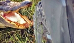 Video: Bị bán tải Nissan khiêu khích, cá sấu nổi giận tấn công