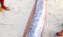 Đổ xô xem cá lạ dài 4m, nặng 40kg dạt vào bờ biển Thừa Thiên Huế