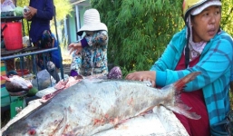 Cha con ngư dân Huế bắt đàn cá trị giá gần 4 tỷ đồng