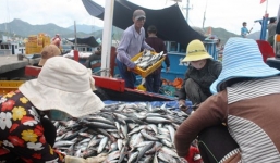 Ngư dân trúng đậm mẻ cá lớn thu gần 4 tỷ đồng