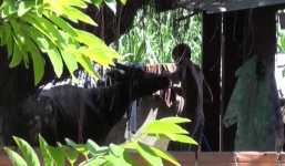 Video: Bắt quả tang thương lái bơm nước vào trâu bò