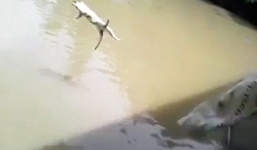 Video: Hai người đàn ông ném mèo xuống hồ đầy cá sấu gây phẫn nộ