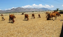 Miền Trung hạn hán khốc liệt: Hàng ngàn gia súc chết khát
