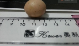 Lại xuất hiện trứng gà bé bằng đồng xu ở Hải Dương