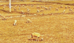 Ninh Thuận đang trải qua hạn hán khốc liệt nhất trong hơn 2 thập kỷ