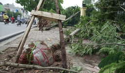  Giông lốc làm bật gốc cây, lộ chuyện cây được trồng nguyên cả lưới bọc