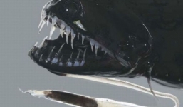 Cận cảnh hàm răng kinh dị của loài cá gớm ghiếc nhất đại dương