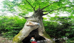 Bí ẩn cây đại thụ có thể dự báo thời tiết chính xác