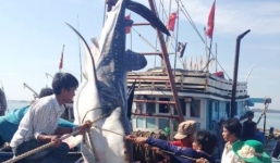 Ngư dân chở cá voi nặng 500kg vào đất liền chôn cất