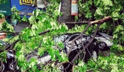 Xế hộp của MC Phan Anh bị cây đè sau trận gió lốc tại Hà Nội