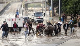 Video: Sư tử, cá sấu, hà mã… 'tung tăng' lượn phố sau lũ lụt