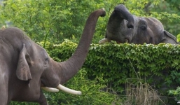 Kinh hoàng voi rạp xiếc xổng chuồng, giết chết người