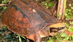 Hà Tĩnh “chấn động” săn rùa vàng 350 triệu đồng/kg