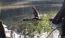 Ảnh hiếm: Gấu mèo cưỡi cá sấu trên sông