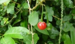 Cà gai leo và công dụng chữa bệnh viêm gan virus