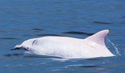 Video: Phát hiện cá heo bạch tạng quý hiếm một thế kỷ chỉ gặp 15 lần
