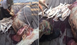 Video: Cá mập mẹ mang thai 34 con bị ngư dân mổ bụng