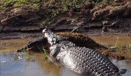 Video: Cá sấu khổng lồ ngấu nghiến, nuốt chửng đồng loại