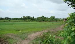 Hà Nội: Nam thanh niên tự tử giữa cánh đồng vì bạn gái bỏ đi