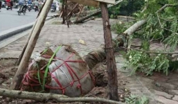 Vụ cây xanh bật gốc lộ cả bầu sau giông: Ai chịu trách nhiệm?