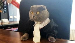 Kinh ngạc mèo làm giám đốc truyền thông, đi làm bằng limousine