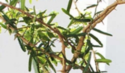 Sự thật về cây xáo tam phân có thể chữa được 5 loại bệnh ung thư