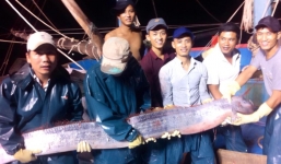 Cá mái chèo mắc lưới ngư dân Nghệ An 