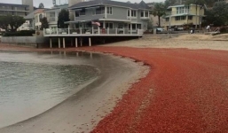 Video: Hàng nghìn con cua đỏ trôi dạt vào bở biển
